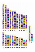 Human karyotype