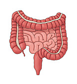 Healthy Intestines, Illustration