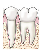 Healthy Teeth and Gums, Illustration