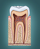 Tooth Anatomy. Illustration