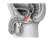 Prostate Gland, Illustration