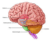 Diencephalon and Brainstem, illustration