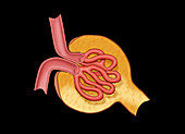 Glomerulus, Illustration