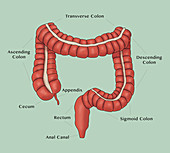 Large Intestine, Illustration