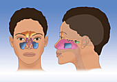 Sinus Anatomy, Illustration