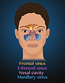 Sinus Anatomy, Illustration