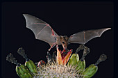 Lesser long-nosed bat at saguaro fruit