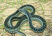 Eastern Garter Snake, chequered form