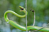 Rough Green Snake in Defensive Posture