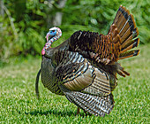 Wild Turkey displaying
