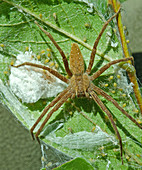 Nursery-web Spider with babies