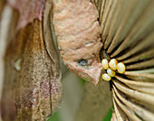 Polyphemus Moth ovipositing