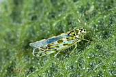 Sage leafhopper, Eupteryx melissae
