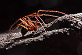 Cave Spider