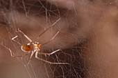 Cave sheet-web spider