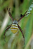 Argiope spider (Argiope aemula)