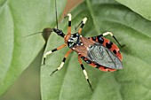 Assassin bug (Eulyes sp)