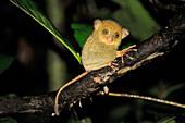 Baby Western Tarsier, Malaysia