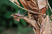 Dead leaf mantis, Malaysia