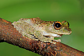 Frilled tree frog, Malaysia