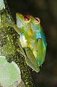 Jade tree frogs mating