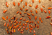 Cave cockroaches, Malaysia