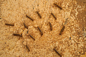 Cave centipede, Malaysia