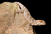 Crocodile Gecko (Tarentola Mauritanica)