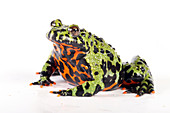 Fire Bellied Toad (Bombina orientalis)