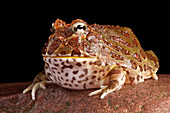 South American Horned Frog