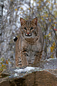 Bobcat in Minnesota