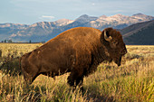 Bison in Grand Teton