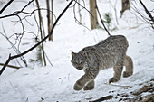 Canada Lynx