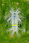 Borneo spiny slug caterpillar