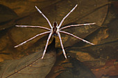Raft or Fishing spider