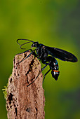 Tarantula hawk wasp