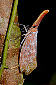 Planthopper or Lanternfly