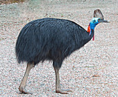 Southern Cassowary