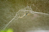 Australian Tent Spider