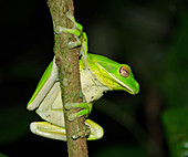 White-lipped Tree Frog