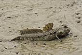 Blue-spotted Mudskippers
