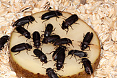 Meal Beetles on Potato