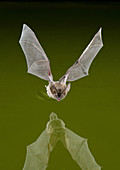 Townsend's Big-eared Bat