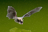Western Long-eared Bat