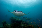 Manta Ray, Indonesia