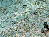 Peacock Flounder (Bothus lunatus) blending in