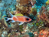 Longspine Squirrelfish (Holocentrus rufus)