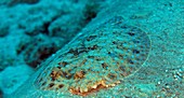 Peacock Flounder (Bothus lunatus)