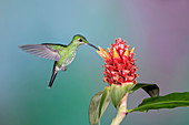 Green-crowned brilliant feeding on flowers
