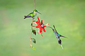 Female Green Hermit feeding on flowers